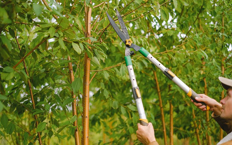 Tree trimming in Kampsville, IL