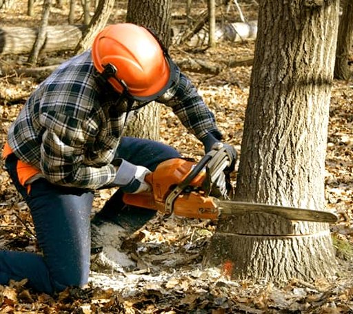Tree Removal in Kampsville, IL